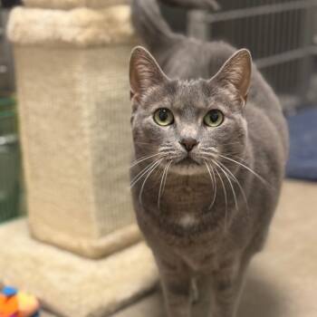 Rescue Domestic Short Hair Cats for Adoption in York, Pennsylvania - Ally | PetCurious