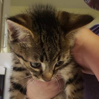 Frodo -  Domestic Short Hair Cat for Adoption in Asheville, North Carolina - Frodo | PetCurious