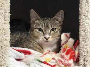 Domestic Short Hair and Tabby Cats Available for Adoption - Dasy Ironwood | PetCurious