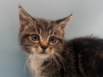 Piercy -  Domestic Short Hair Cat for Adoption in Woodbury, Minnesota - Piercy | PetCurious