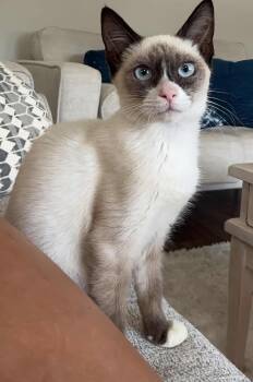 Rescue Siamese and Domestic Short Hair Cats for Adoption in Myrtle Beach, South Carolina - Arnold (bonded To Regina) | PetCurious