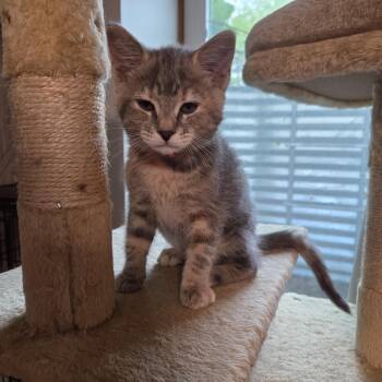 Tabby Cats Available for Adoption in Minneapolis, Minnesota - Grady | PetCurious