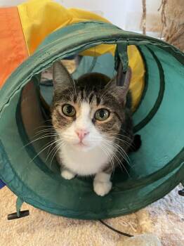 Rescue Domestic Short Hair Cats for Adoption in Newnan, Georgia - Story | PetCurious