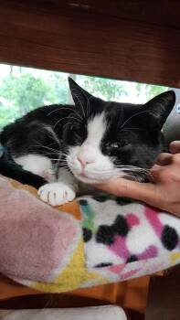 Rescue Domestic Short Hair Cats for Adoption in Seneca, South Carolina - Misha | PetCurious