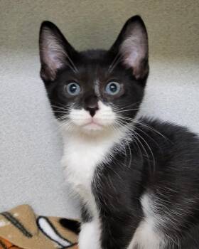 Domestic Short Hair Cats Available for Adoption in Grayslake, Illinois - Bran | PetCurious