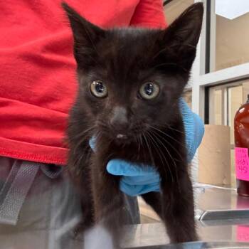 Mangrove -  Domestic Short Hair Cat for Adoption in Birmingham, Alabama - Mangrove | PetCurious
