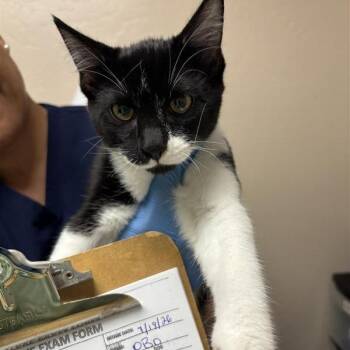 Oboe -  Domestic Short Hair Cat for Adoption in Tempe, Arizona - Oboe | PetCurious