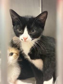 Valencia -  Domestic Short Hair Cat Available for Adoption in Salisbury, Maryland - Valencia | PetCurious