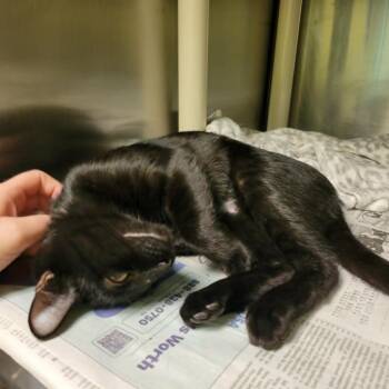 Wilma -  Domestic Short Hair Cat for Adoption in Columbia, Missouri - Wilma | PetCurious