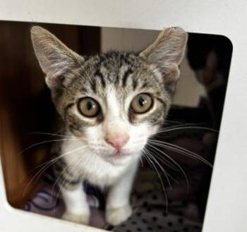 Basil -  Domestic Short Hair Cat for Adoption in Lafayette, Louisiana - Basil | PetCurious