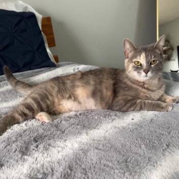 Dilute Tortoiseshell and Tabby Cats Available for Adoption - June Bug | PetCurious