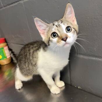 Apple -  Domestic Short Hair Cat for Adoption in Tuscaloosa, Alabama - Apple | PetCurious