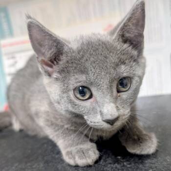(WC) Dove -  Domestic Short Hair Cat for Adoption in Huntsville, Arkansas - (WC) Dove | PetCurious