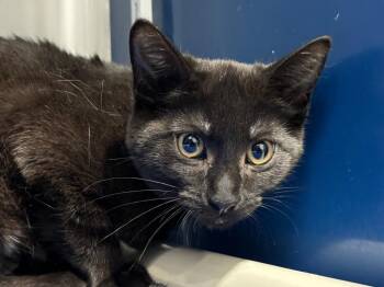 Domestic Short Hair Cats Available for Adoption - Cheer | PetCurious