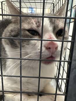 Rescue Domestic Short Hair Cats for Adoption in Las Vegas, Nevada - CHEEKS | PetCurious