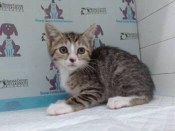 FLORAL -  Domestic Short Hair Cat for Adoption in Orlando, Florida - FLORAL | PetCurious