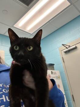 Domestic Short Hair and Bombay Cats Available for Adoption in Frankfort, Kentucky - Fern | PetCurious