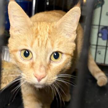 Domestic Short Hair Cats Available for Adoption in Port Neches, Texas - Satsuma | PetCurious