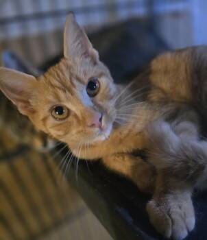 FUKINGO -  Domestic Short Hair Cat for Adoption in Elizabeth, Pennsylvania - FUKINGO | PetCurious