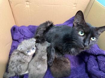 Venti -  Domestic Short Hair Cat for Adoption in Syracuse, Indiana - Venti | PetCurious