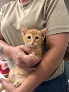 Fender Bender (available for pre-adoption) -  Domestic Short Hair Cat for Adoption in Camden, South Carolina - Fender Bender (available For Pre-adoption) | PetCurious