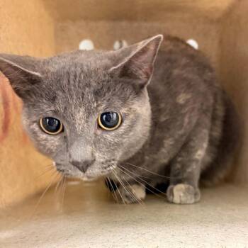 Domestic Short Hair Cats Available for Adoption - Julz | PetCurious