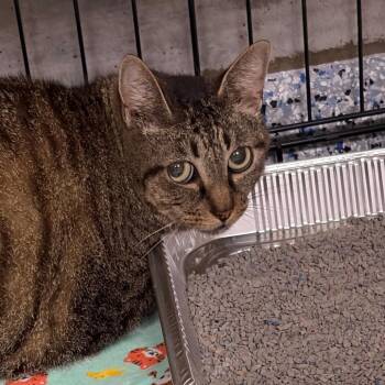 Hazelnut -  Domestic Short Hair Cat for Adoption in Greenville, South Carolina - Hazelnut | PetCurious