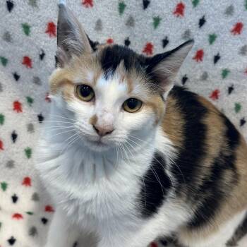 Audrey Hepburn -  Domestic Short Hair Cat for Adoption in Matteson, Illinois - Audrey Hepburn | PetCurious