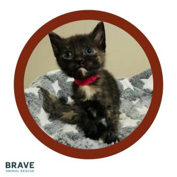Cricket -  Domestic Short Hair Cat Available for Adoption in Lincoln, Nebraska - Cricket | PetCurious