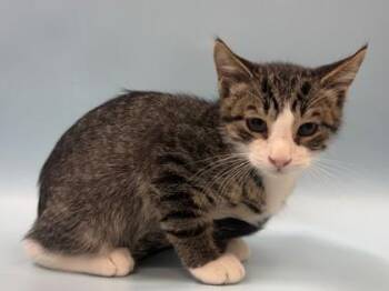 Hopscotch -  Domestic Short Hair Cat for Adoption in Woodbury, Minnesota - Hopscotch | PetCurious