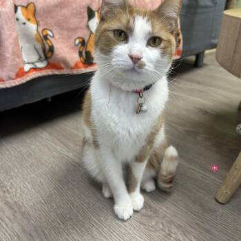 Trippy AVO Bonded with Ruby -  Domestic Short Hair Cat for Adoption - Trippy AVO Bonded With Ruby | PetCurious