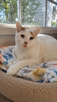 Silkie -  Domestic Short Hair Cat for Adoption in Chattanooga, Tennessee - Silkie | PetCurious