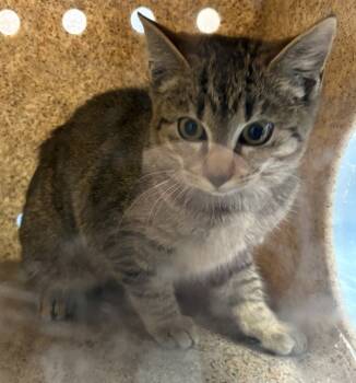 Rescue Domestic Short Hair Cats for Adoption in Lawrenceville, Georgia - Pen 52/53 D | PetCurious