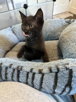 Ladle -  Domestic Short Hair Cat for Adoption in Oak Park, Michigan - Ladle | PetCurious