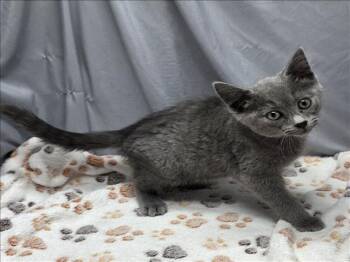 Rescue Domestic Short Hair Cats for Adoption in Grovetown, Georgia - A118822 | PetCurious
