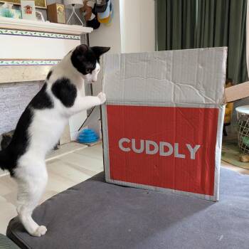 Skibbidi -  American Bobtail Cat for Adoption in Union, Missouri - Skibbidi | PetCurious