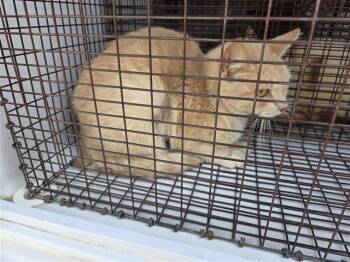 Domestic Short Hair Cats Available for Adoption in Houston, Texas - A653138 | PetCurious