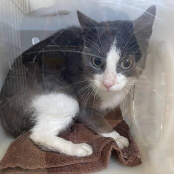 Kurt -  Domestic Short Hair Cat for Adoption in Bristol, Indiana - Kurt | PetCurious