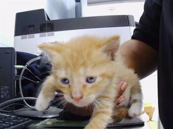 A1264167 -  Domestic Short Hair Cat for Adoption in Charlotte, North Carolina - A1264167 | PetCurious