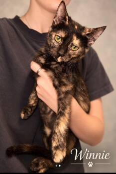 Winnie -  Tortoiseshell Cat for Adoption in Midlothian, Texas - Winnie | PetCurious