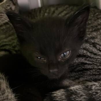 Domestic Short Hair Cats Available for Adoption in Lynchburg, Virginia - Bam Bam | PetCurious