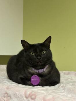 Zelda -  Domestic Short Hair Cat for Adoption in The Colony, Texas - Zelda | PetCurious