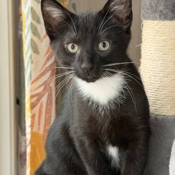 Domestic Short Hair Cats Available for Adoption in Pawleys Island, South Carolina - Coach | PetCurious