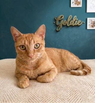 Goldie -  Domestic Short Hair Cat for Adoption in Dalton, Georgia - Goldie | PetCurious