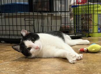 Domestic Short Hair and Bombay Cats Available for Adoption in Manalapan Township, New Jersey | PetCurious