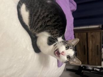 Rescue Domestic Short Hair Cats for Adoption in Price, Utah - Domino | PetCurious