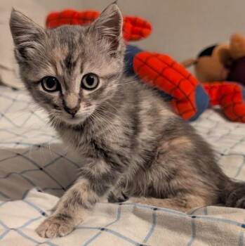 Domestic Short Hair Cats Available for Adoption in San Antonio, Texas - MEOWY | PetCurious