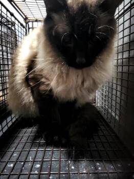 YASUSHI -  Siamese Cat for Adoption in San Antonio, Texas - YASUSHI | PetCurious