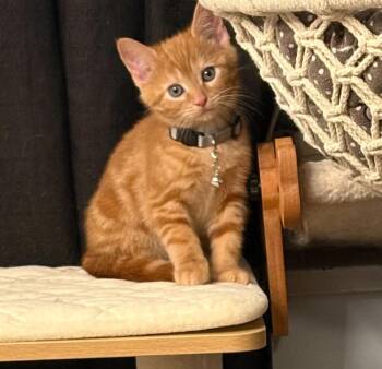 Zeraora -  Domestic Short Hair Cat for Adoption in West Mifflin, Pennsylvania - Zeraora | PetCurious