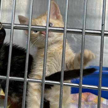 Sanrio -  Domestic Short Hair Cat for Adoption in Leander, Texas - Sanrio | PetCurious